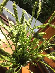 loulougourmet l asperge des bois