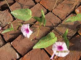 Image result for Ipomoea aquatica