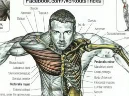 Many muscles influence the movement of the thoracic spine, but the most notable are the spinal erectors, rhomboids, and middle trapezius. Workout Routines And Exercises Home Facebook