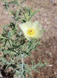 Image result for Argemone ochroleuca