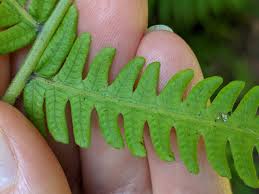 Image result for Christella dentata