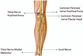 The bmi is defined as the body mass divided by the square of the body height. Anatomical Landmarks Used For Obtaining Csa Measurements For The Lower Download Scientific Diagram