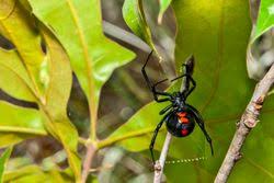 We did not find results for: 4 Common Spiders In Tennessee Central Tennessee Termite Pest Control