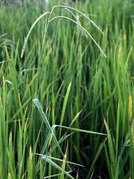 Image result for Paspalum scrobiculatum