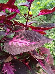 Image result for Coleus rhodesianum