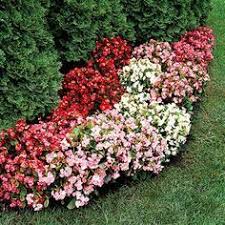 какие цветы посадить на клумбе чтобы цвели все лето фото Cvety Dlya Klumby Cvetushie Vse Leto Nizkoroslye Chastnyj Dom Rasteniya Klumby Cvetovodstvo