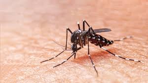 Read about treatment and symptoms, like rash and fever, get vaccine info, and learn about outbreaks, causes, rash, and how to prevent. Takeda S Dengue Vaccine Is Promising But Critics Still Have Concerns Biospace