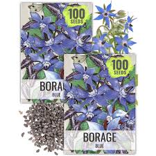 Image result for Borago officinalis