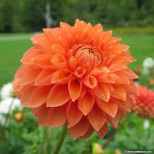 Prince Of Orange Semi Dinner Plate Dahlia Flowers Types Of Flowers Prince Of Orange