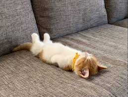 为什么越来越多年轻人选择“躺平”？ - 天合乐学帮助家长发现孩子的更多可能