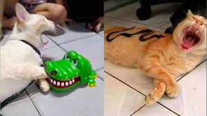 Try Not To Laugh Or Grin While Watching Funny Animals Compilation 23 Youtube 10 craziest animal fights caught on camera.