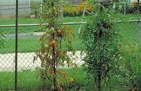 Water plants regularly at the same time daily to ensure even application of water. Fusarium Wilt Of Tomatoes University Of Maryland Extension