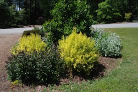 Image result for Thunbergia pynaertii