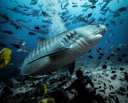 Il lui arrive d'attaquer les humains. Voici Les 8 Plus Beaux Endroits Du Monde Pour Nager Avec Des Requins