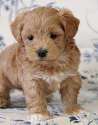 Maybe you would like to learn more about one of these? Merlot Maltipoo Puppy 616411 Puppyspot