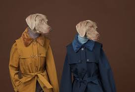 A pragmatic frog who is the straight man protagonist and de facto leader of the muppets. Photos William Wegman Being Human