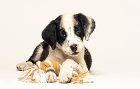 Meet the dalmatian & golden retriever mix. Goldmation Dog Breed Health Temperament Training Feeding And Puppies Petguide
