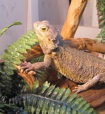 What fruits or vegetables offer similar health benefits? How To Care For A Bearded Dragon Abdragons