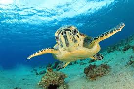 Eilat, is israel's southernmost city with a population of 52,299, a busy port and popular resort at the northern tip of the red sea, on what is known in israel as the gulf of eilat and in jordan as the gulf of aqaba. 10 Top Rated Tourist Attractions Things To Do In Eilat Planetware