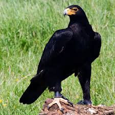 Identification Small Birds Of South Africa African Black Eagle Afrikaanse Zwarte Arend Aquilla Verreauxii Birds