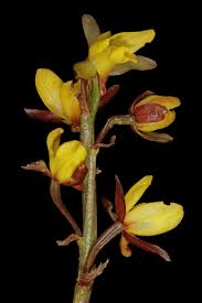 Image result for Eulophia hians