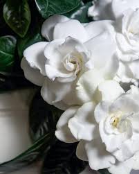 La soluzione per la definizione pianta ornamentale con fiori simili a rose è stata trovata nel nostro motore di ricerca. Nomi Immagini E Significato Segreto Dei Fiori Bianchi