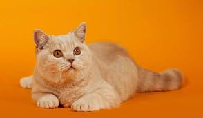 Kedi Parazit Turleri Dis Parazit Tedavisi Evcil Hayvan Blogu