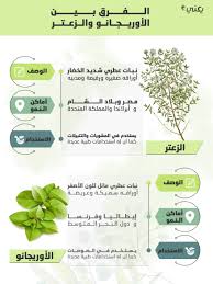 مغلي الزعتر فوائد الزعتر البري