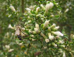 Image result for Commicarpus pilosus