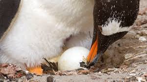The Art Of Hatching An Egg Explained Audubon
