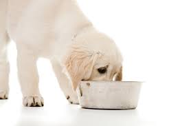 For your puppy's liquid intake, fresh and clean water should always be available for her. Drinking Water For Dogs Daily Care Of A Dog Dogs Guide Omlet Uk