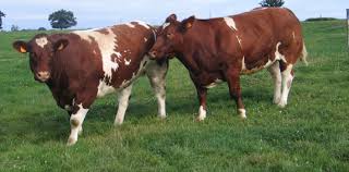 On trouve souvent du foie de génisse. Agri 72