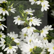 Image result for foto Vějířovka