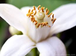 Pin On Flowers