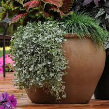 Image result for Dichondra