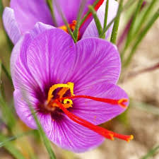 Crocus Sativus Big Bunch Saffron Crocus Parts Of A Flower Easy To Grow Bulbs Saffron Crocus