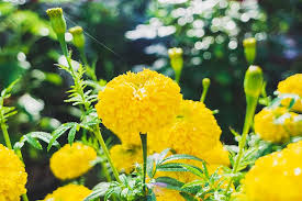 Aug 23, 2021 · recent years of the rat include 2032, 2020, 2008, 1996, 1984, 1972, 1960, 1948 and 1936. Flower Marigold Flower Beautiful Yellow Spring Lunar New Year Blossom Pikist