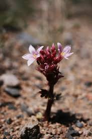 Image result for Jatropha botswanica