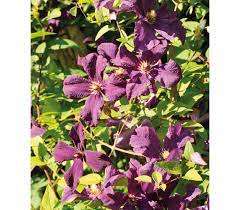 Many varieties of clematis are suitable for growing in containers, including the following: Clematis Polish Spirit 2l
