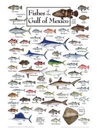 Fishes Of The Gulf Jigsaw Puzzle By Heritage Puzzle On