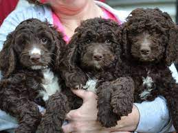 Springerdoodle Puppies Characteristics Pictures Advantages Colors Springerdoodle Sproodle Puppies Doodle Dog Breeds
