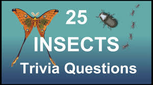 Challenge them to a trivia party! Trivia Questions And Answers About Insects Quiz Questions And Answers