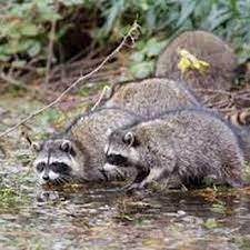 When pests find their way inside, the experienced grand rapids exterminators at smitter pest control know exactly how to eliminate the pesky invaders. American Pest Solutions 11 Photos Pest Control 6548 Division Ave S Grand Rapids Mi Phone Number
