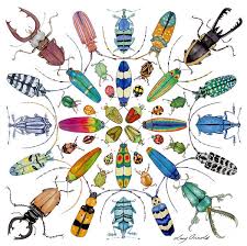 Beautiful Beetles Poster By Lucy Arnold Insect Art Bug Art Beautiful Bugs