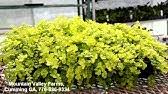 We did not find results for: Gold Splash Wintercreeper Euonymus Youtube