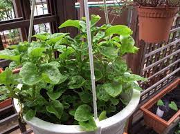 Guarana merupakan sejenis pokok herba yang berasal dari venezuela dan utara brazil. Tanaman Herba Taman Etnobotani Pusat Interaktif Sains Ipgktar