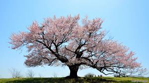 Find the perfect japanese cherry blossom tree stock photos and editorial news pictures from getty images. The Englishman Who Helped Safeguard Japan S Cherry Trees The Economist