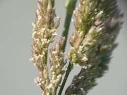 Image result for Polypogon schimperianus