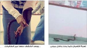 جامعة أم القرى تعلن موعد الاختبار التحريري على الوظائف التعاقدية المؤقتة Ø£Ø®Ø¨Ø§Ø± 24 Ù„Ø¹Ø¨Ø© Ø«Ø¹Ø¨Ø§Ù† ØªØ®Ù„ÙŠ Ù…Ø¨Ù†Ù‰ Ù„Ù„Ø·Ø§Ù„Ø¨Ø§Øª Ø¨Ø¬Ø§Ù…Ø¹Ø© Ø£Ù… Ø§Ù„Ù‚Ø±Ù‰ ÙˆØªØ³ØªÙ†ÙØ± Ø§Ù„Ø¯ÙØ§Ø¹ Ø§Ù„Ù…Ø¯Ù†ÙŠ