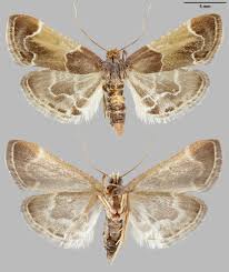 Image result for Pyralis farinalis